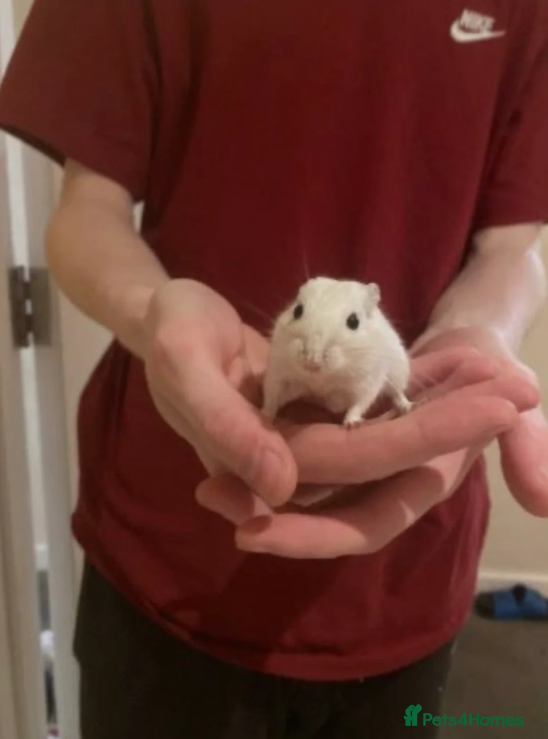 Gerbil rodents for sale: 2 male gerbils  in London - Advert 2