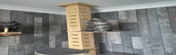 Maine Coon cats for sale: PURE MAINE COON - Advert 5