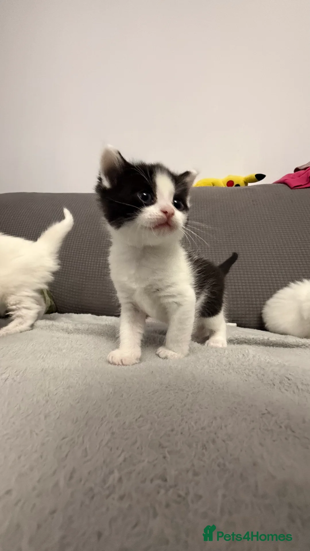 Mixed Breed cats for sale: Beautiful kittens for sale - Advert 9