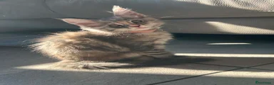 Maine Coon 2