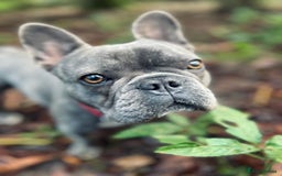French Bulldog dogs for sale: Loving French Bulldog Looking for a New Home - Image 3
