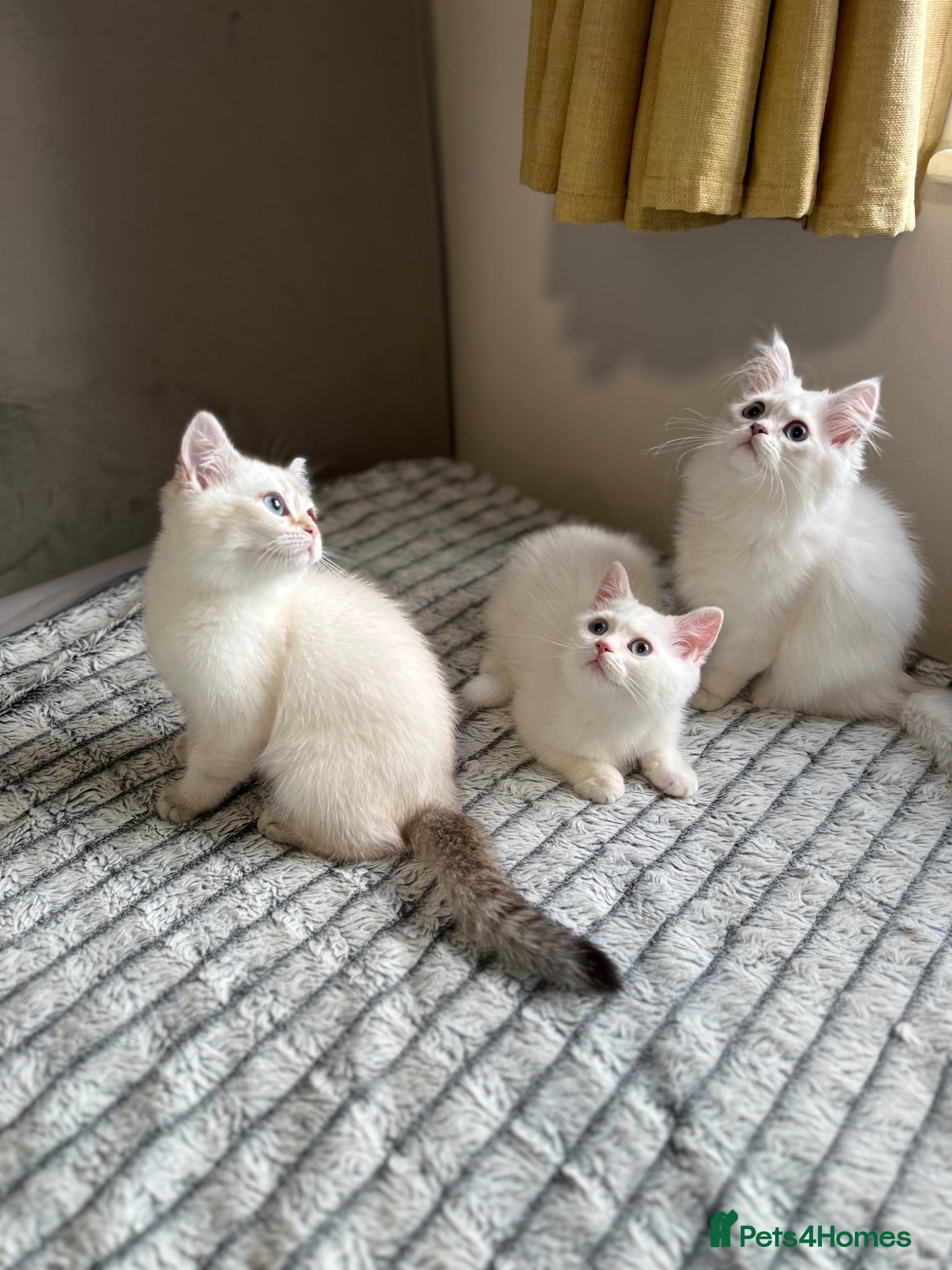 British Shorthair cats 🐾 TICA Reg BLH / BSH Kittens  🐾 - Advert 3