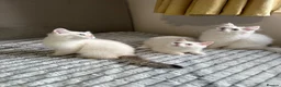British Shorthair cats for sale: 🐾 TICA Reg BLH / BSH Kittens  🐾 - Advert 1