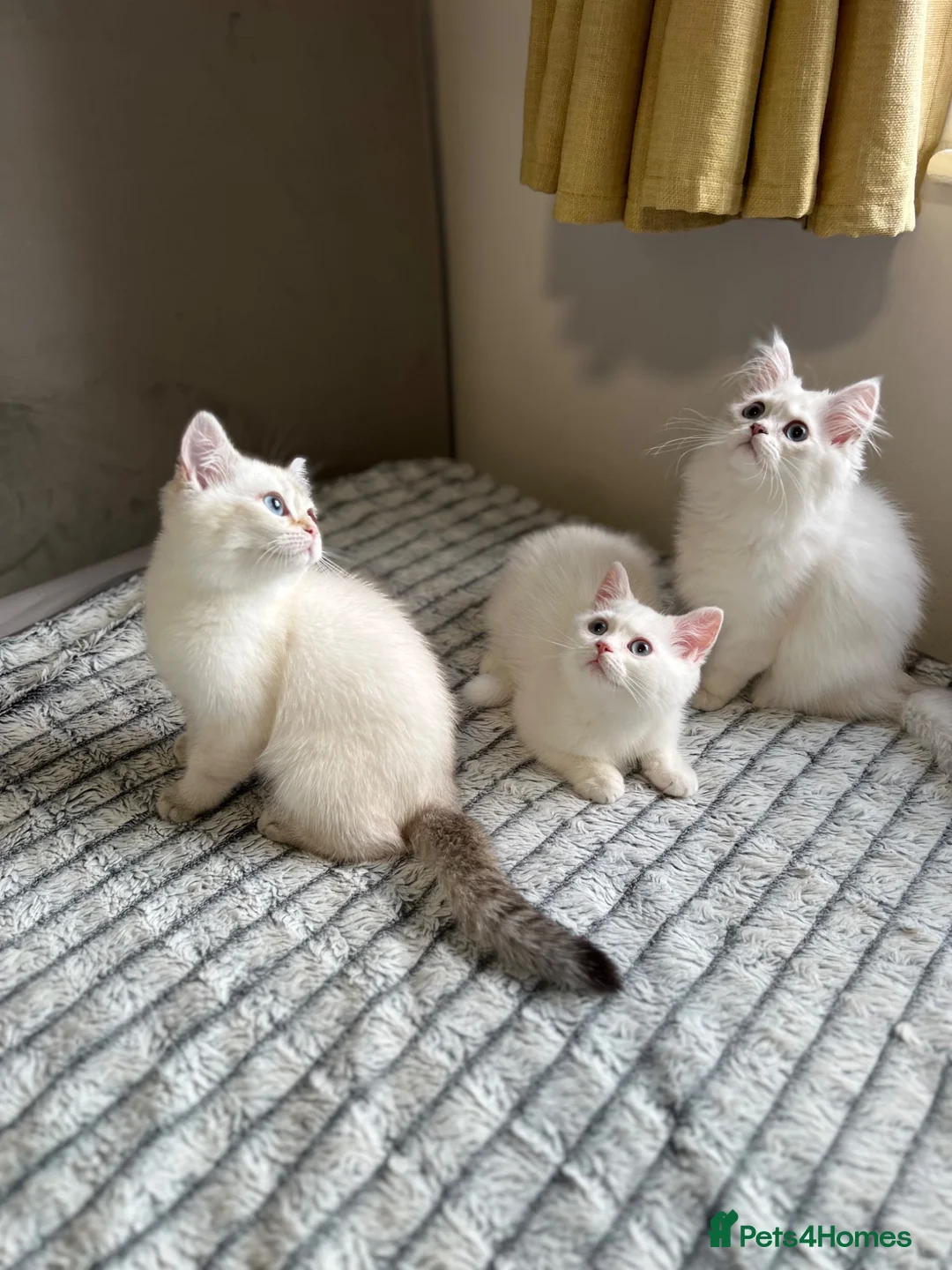 British Shorthair cats for sale: 🐾 TICA Reg BLH / BSH Kittens  🐾 - Advert 1
