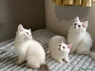 British Shorthair cats 🐾 TICA Reg BLH / BSH Kittens 🐾 - Advert 1