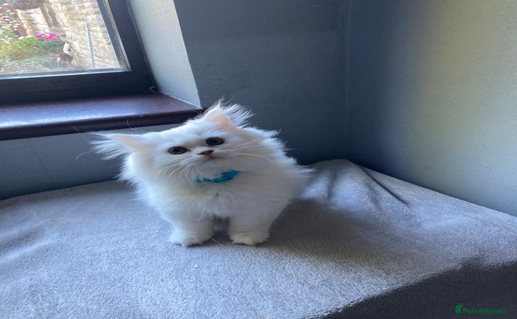Persian cats - Advert 1