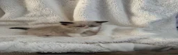 Ragdoll cats for sale: Pedigree ragdoll kittens - Advert 6