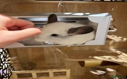 Chinchilla rodents for sale: Cute white chinchilla with mansion - Image 3