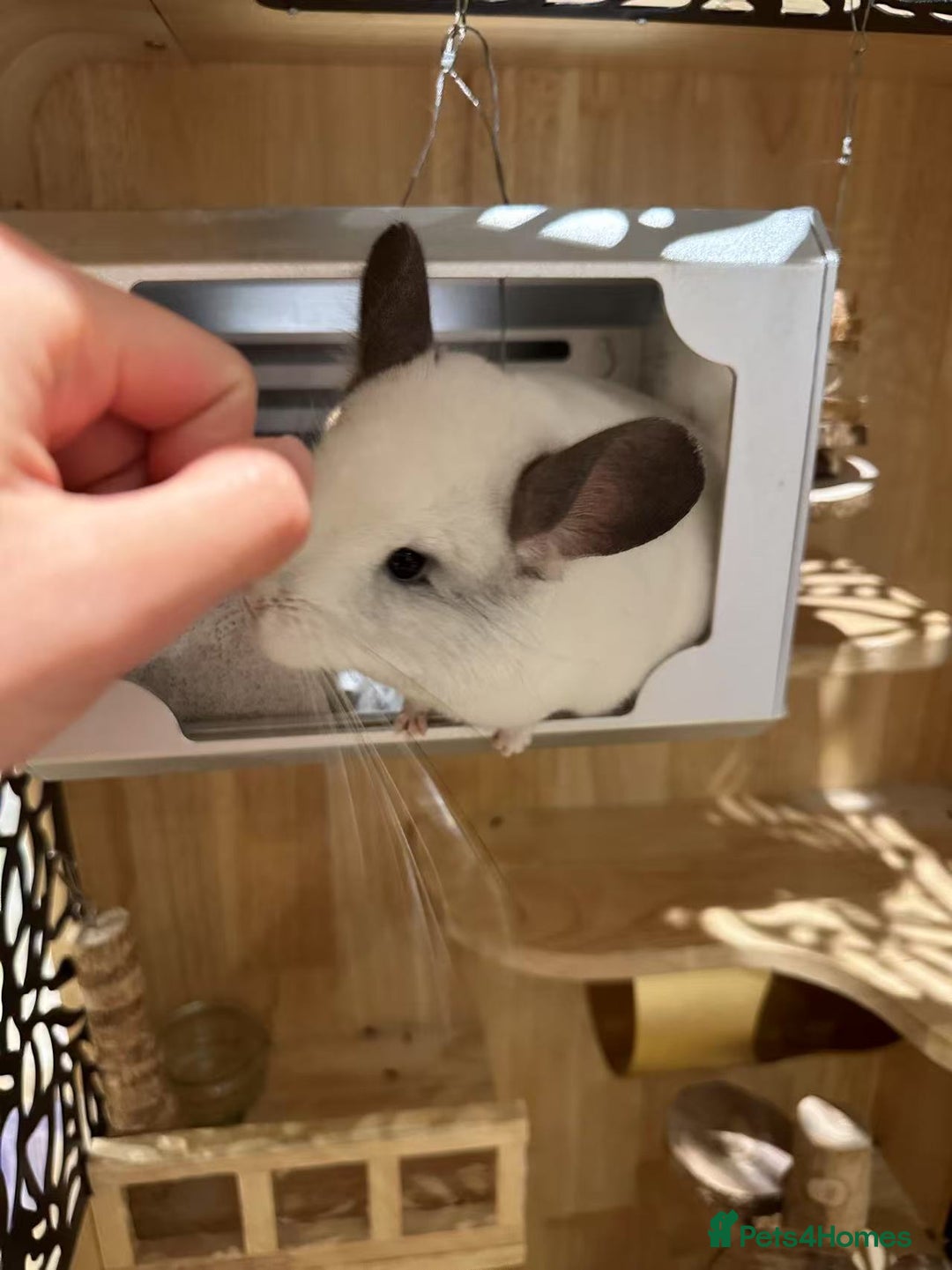 Chinchilla rodents for sale: Cute white chinchilla with mansion - Image 3