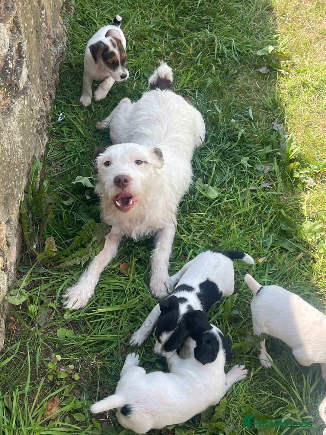 Jack Russell dogs for sale: Jack Russell puppies  - Image 11