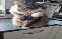 British Longhair cats for sale: Adult cats request forever homes - Image 2