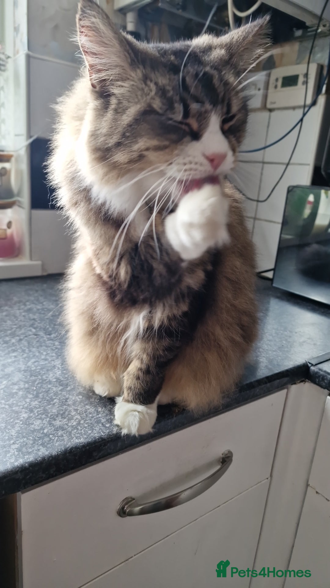 British Longhair cats for sale: Adult cats request forever homes - Image 2
