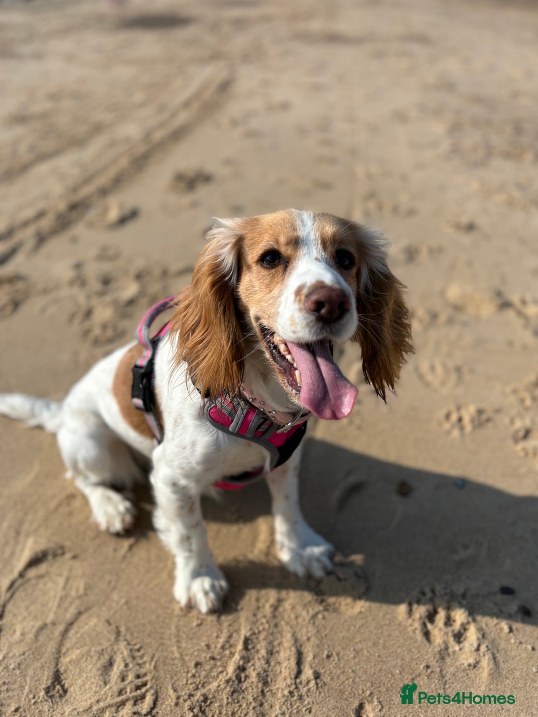 Cocker Spaniel dogs for sale: Working Cocker Spaniel Puppies - Advert 2