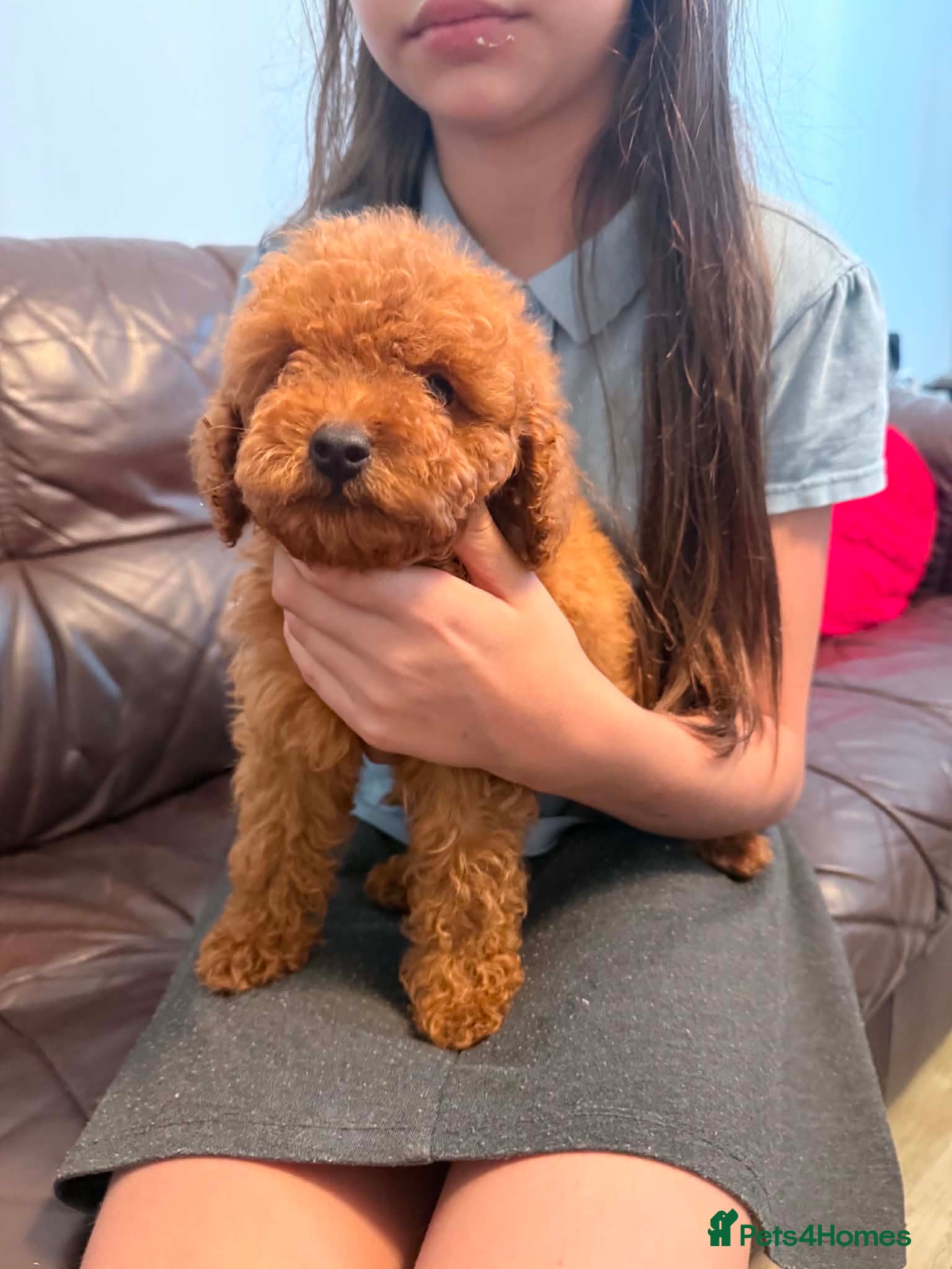 Toy Poodle dogs Toy poodle - Advert 1