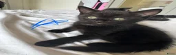 Mixed Breed cats for sale: 6 black and black white kittens - Advert 6
