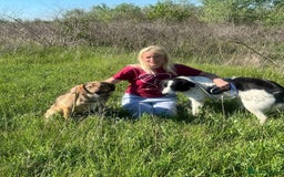 Mixed Breed dogs for adoption: Ozzy - Norwich Norfolk  - Image 8