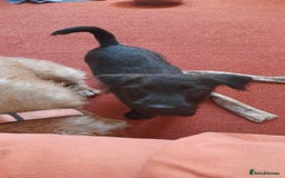 Patterdale Terrier dogs for sale: Beautiful female Patterdale puppy ready now - Image 7