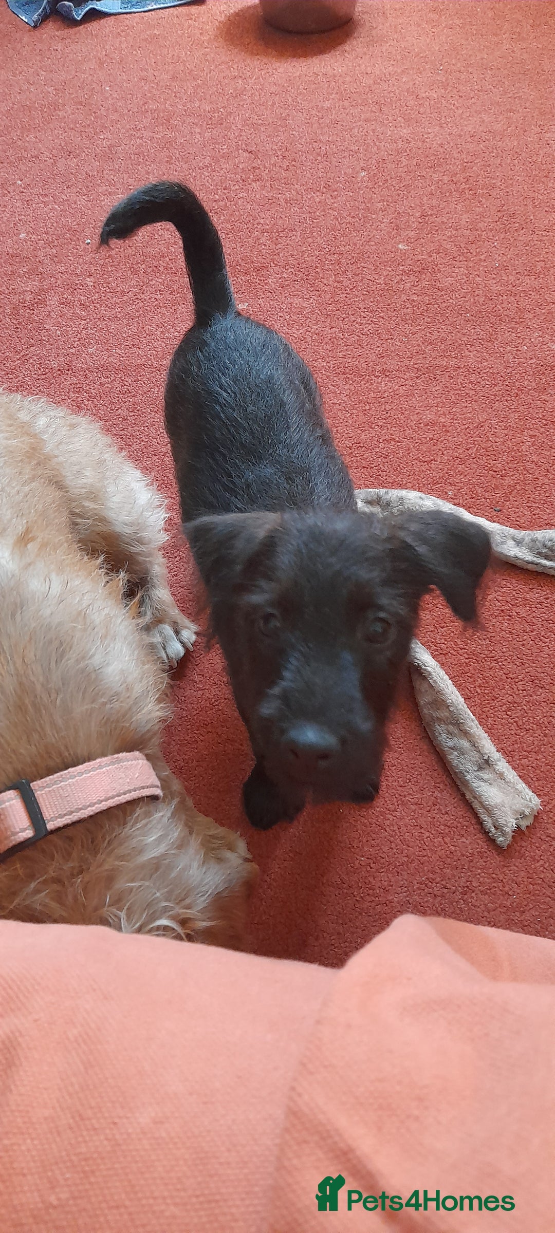 Patterdale Terrier dogs for sale: Beautiful female Patterdale puppy ready now - Image 7