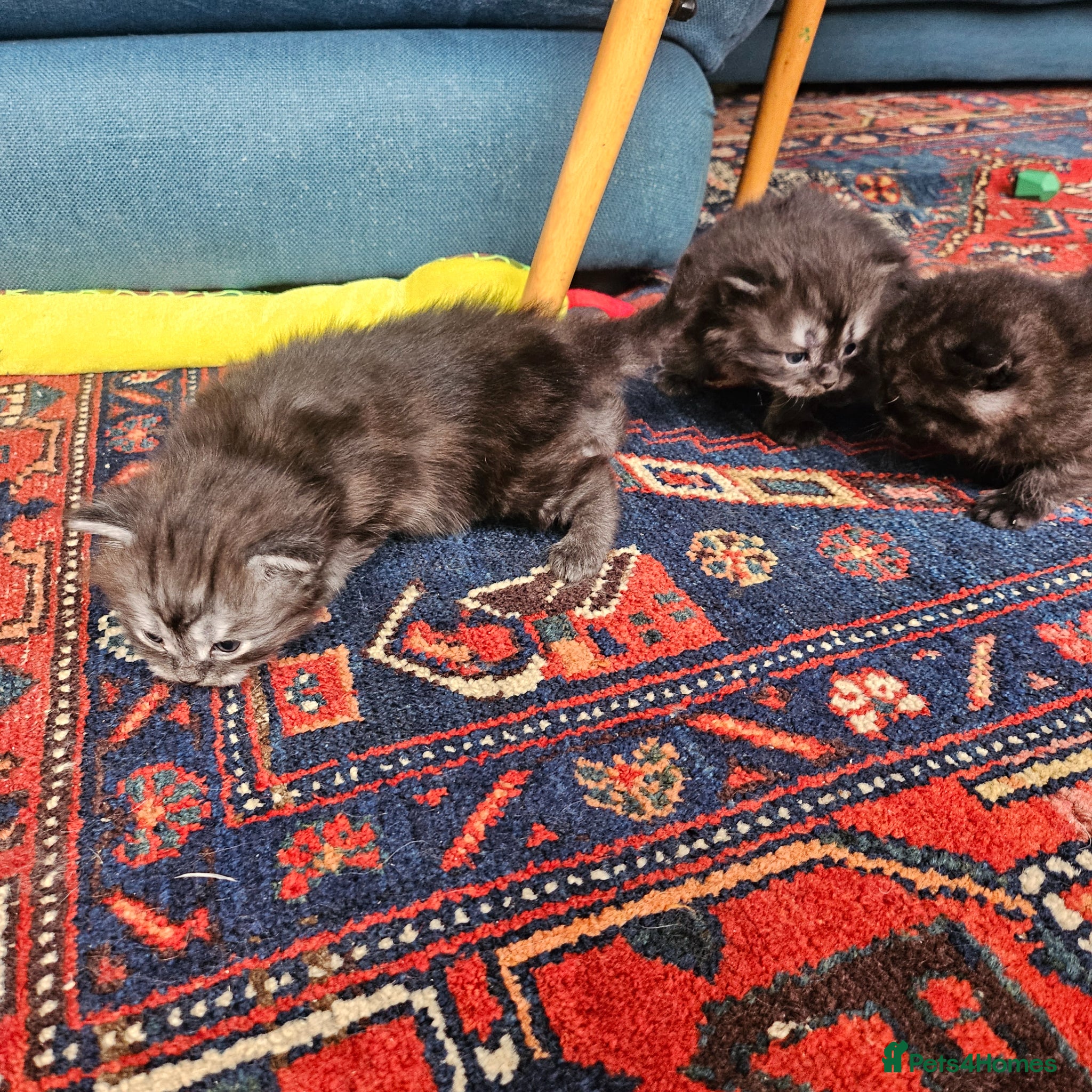 Persian cats for sale: Persian x kittens in Crewkerne - Advert 4