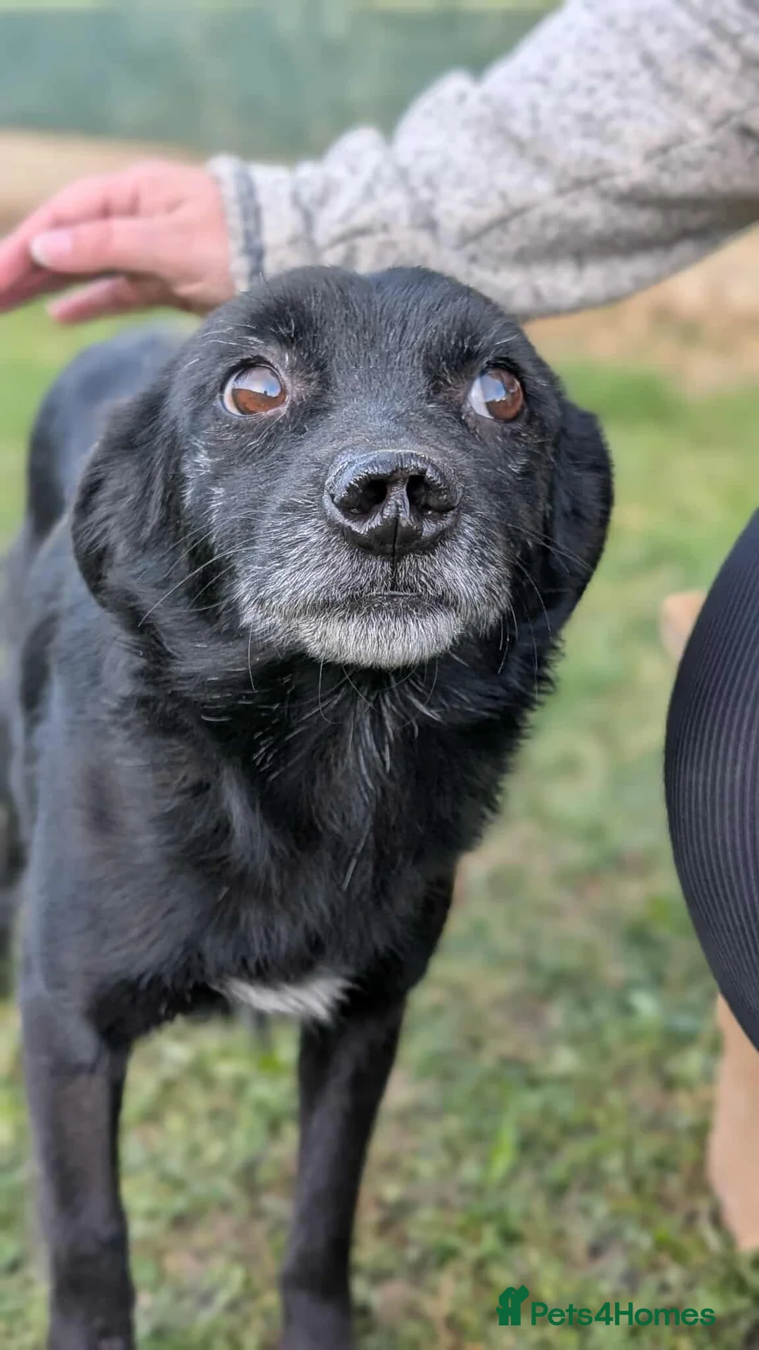 Mixed Breed dogs for adoption: Venus for adoption - Advert 2