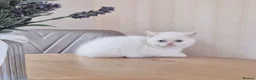 Persian cats for sale: Persian x bsh - Advert 5