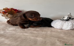 Dachshund dogs for sale: Beautiful Standard Dachshund Puppies  - Image 7