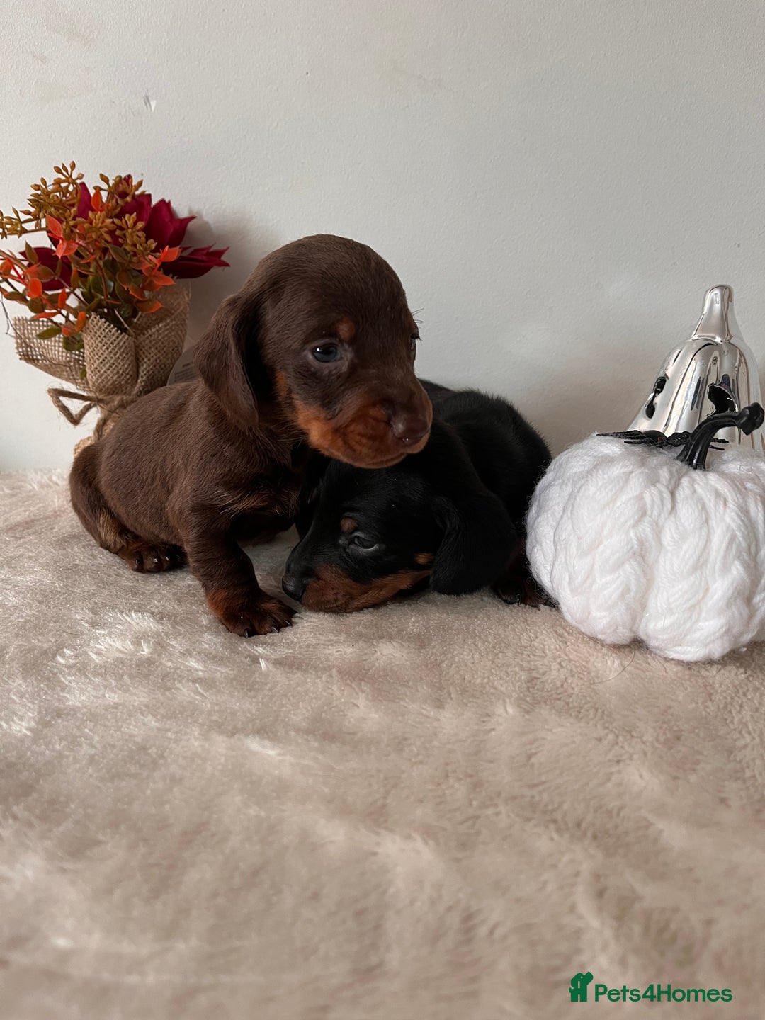 Dachshund dogs for sale: Beautiful Standard Dachshund Puppies  - Image 7