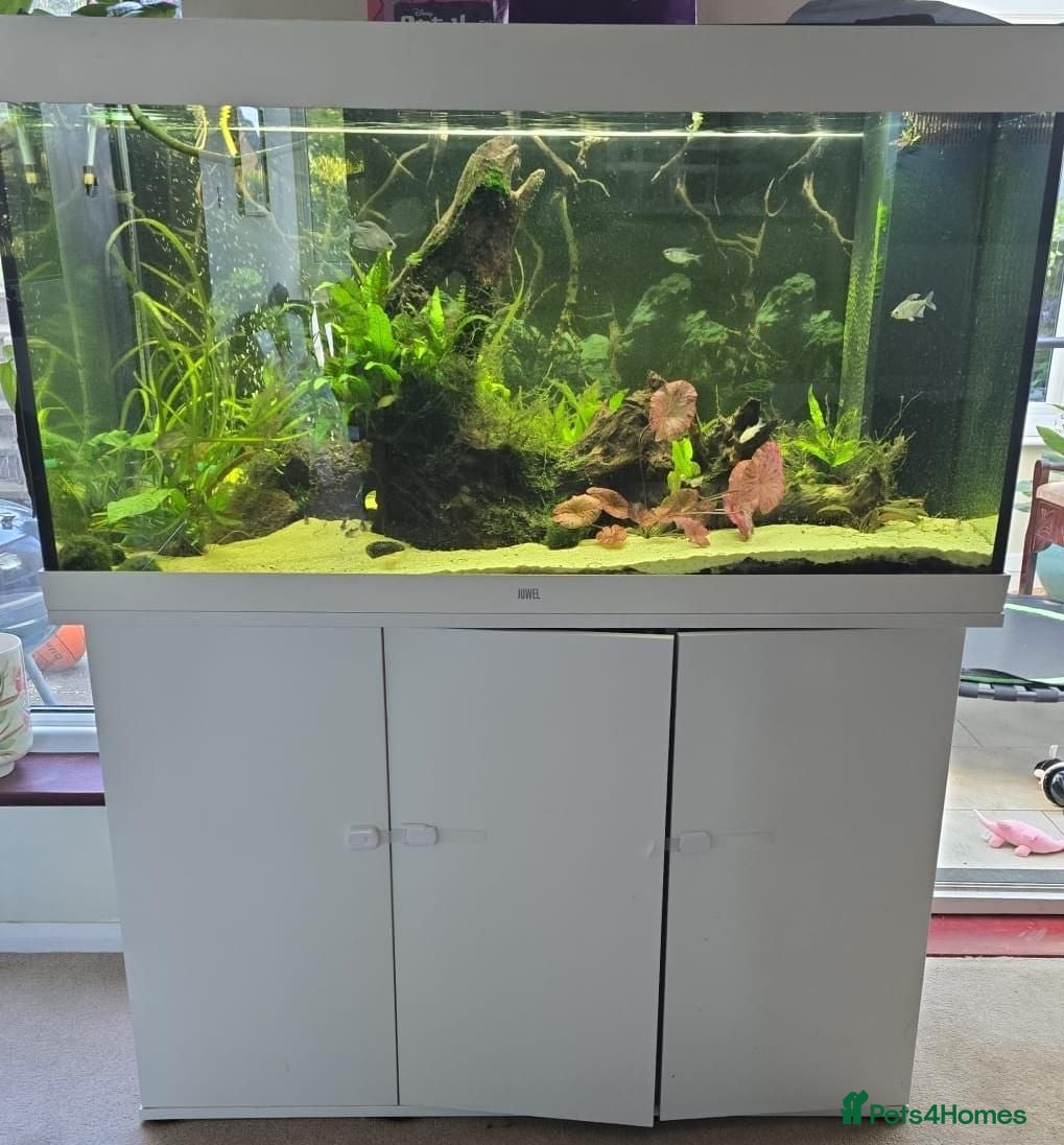Corys fish Juwel 240l aquarium and all contents - collection  - Advert 1