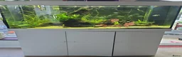 Corys fish for sale: Juwel 240l aquarium and all contents - collection  - Advert 1