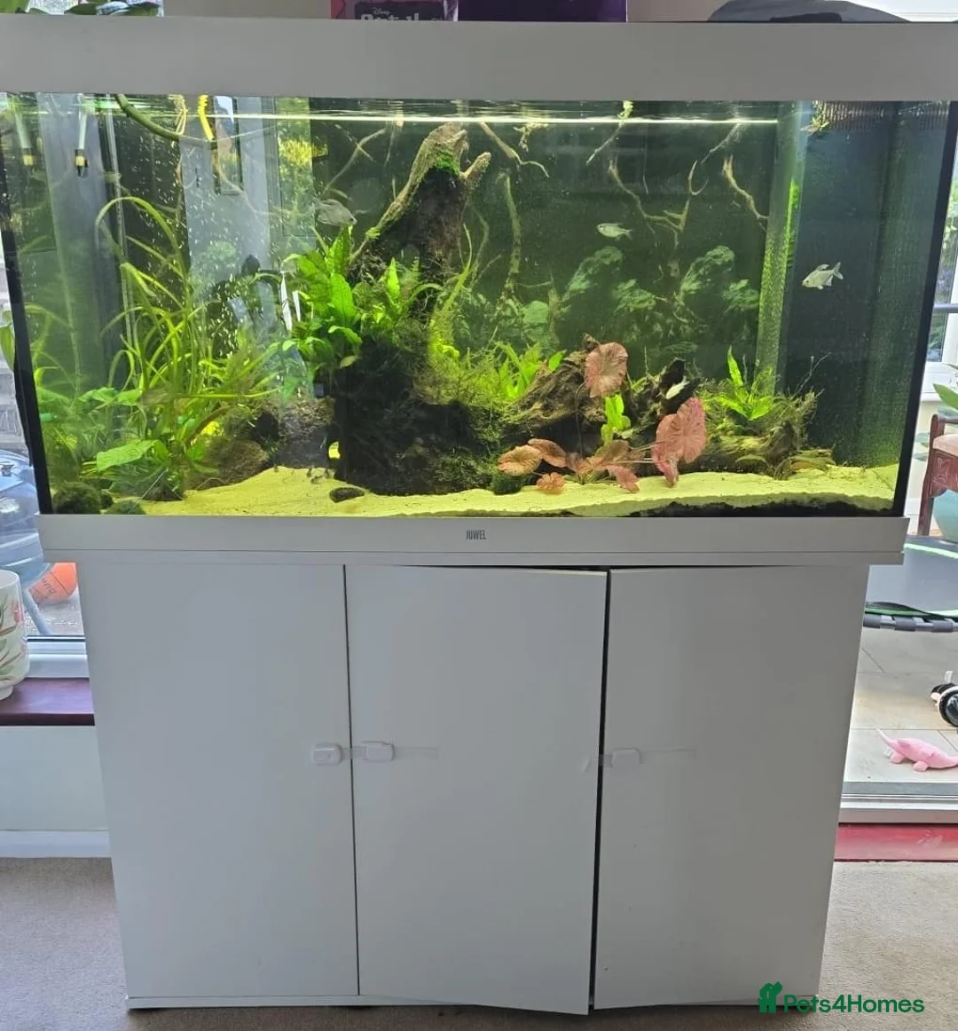 Corys fish for sale: Juwel 240l aquarium and all contents - collection  - Advert 1