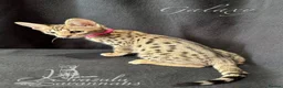 Savannah cats for sale: Excellent Quality Tica Registered Purebred kittens - Advert 16