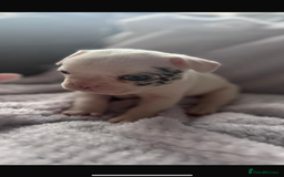 French Bulldog dogs for sale: French bulldog pups 3 females 2 males  - Image 7