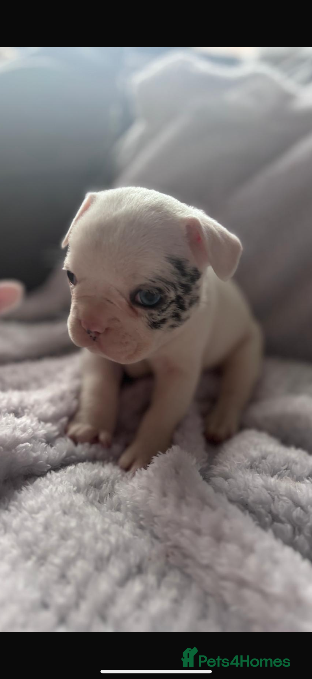 French Bulldog dogs for sale: French bulldog pups 3 females 2 males  - Image 7