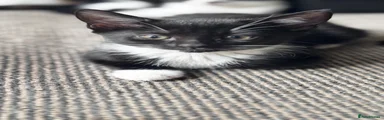 Mixed Breed Kitten 4
