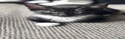 Mixed Breed cats for sale: Lovely kittens - Advert 5