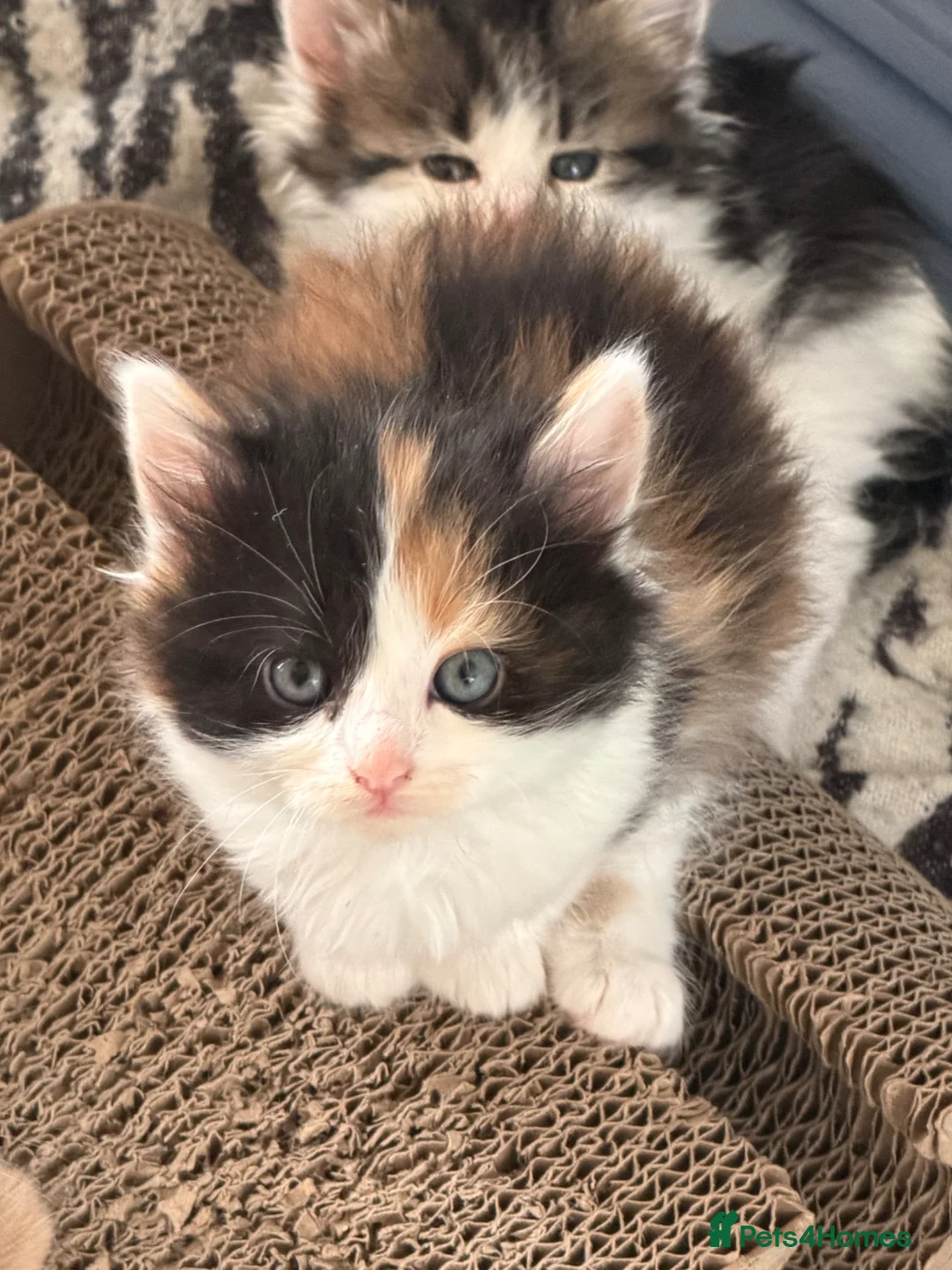 Mixed Breed cats for sale: Ragdoll x mainecoon cross  - Advert 2