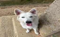 White Swiss Shepherd dogs for sale: White Swiss Shepherd  - Image 6