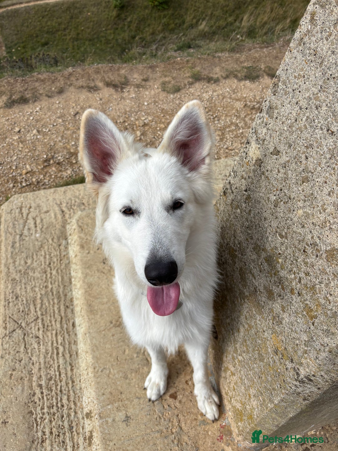 White Swiss Shepherd dogs for sale: White Swiss Shepherd  - Image 6