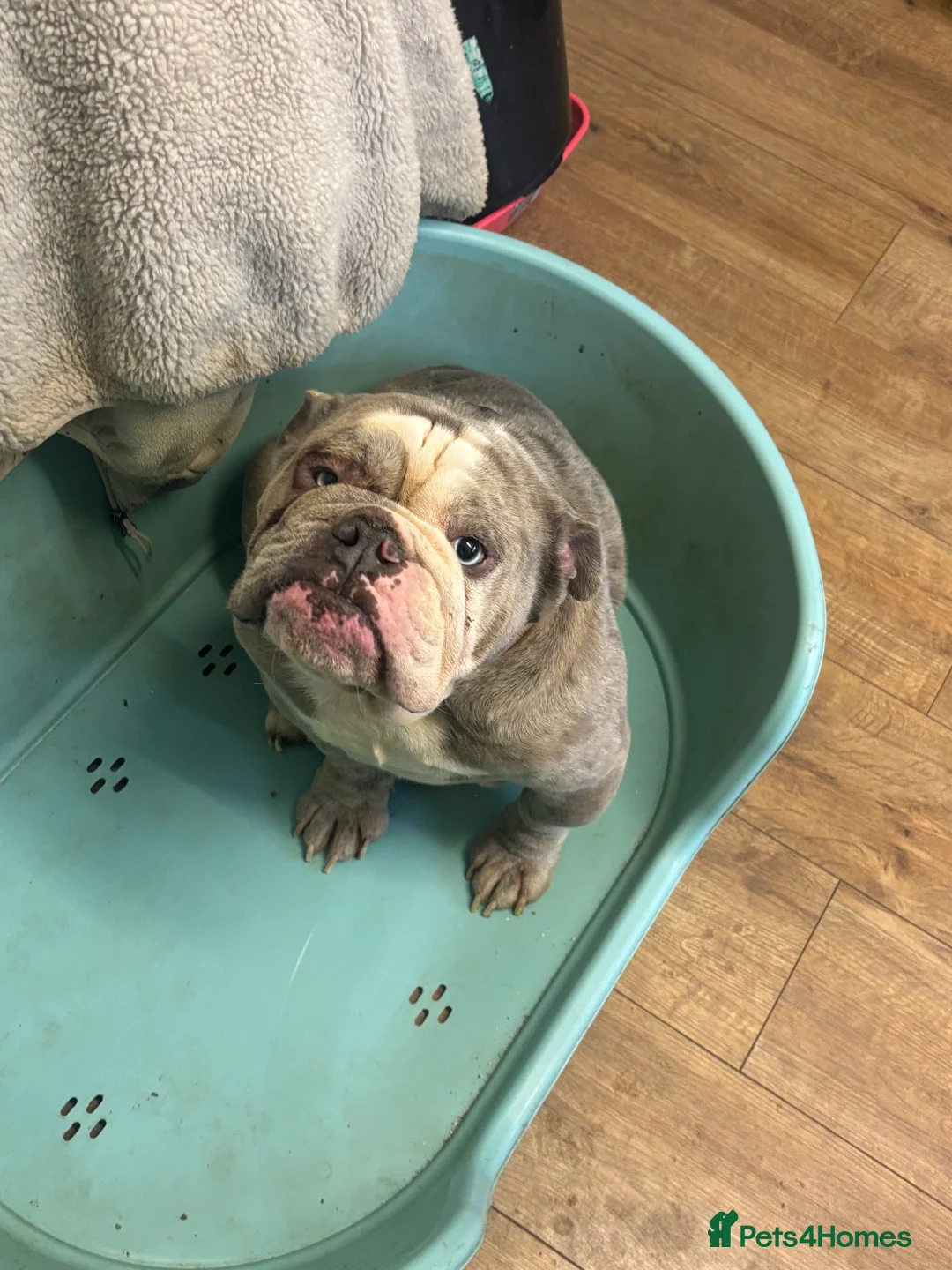 Old Tyme Bulldog dogs for sale: 5 year old male bulldog needing a new home  - Advert 9