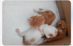Mixed Breed cats for sale: Beautiful white and ginger male kitten  - Image 2