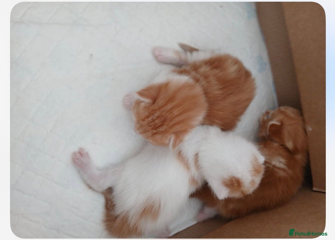 Mixed Breed cats for sale: Beautiful white and ginger male kitten  - Image 2