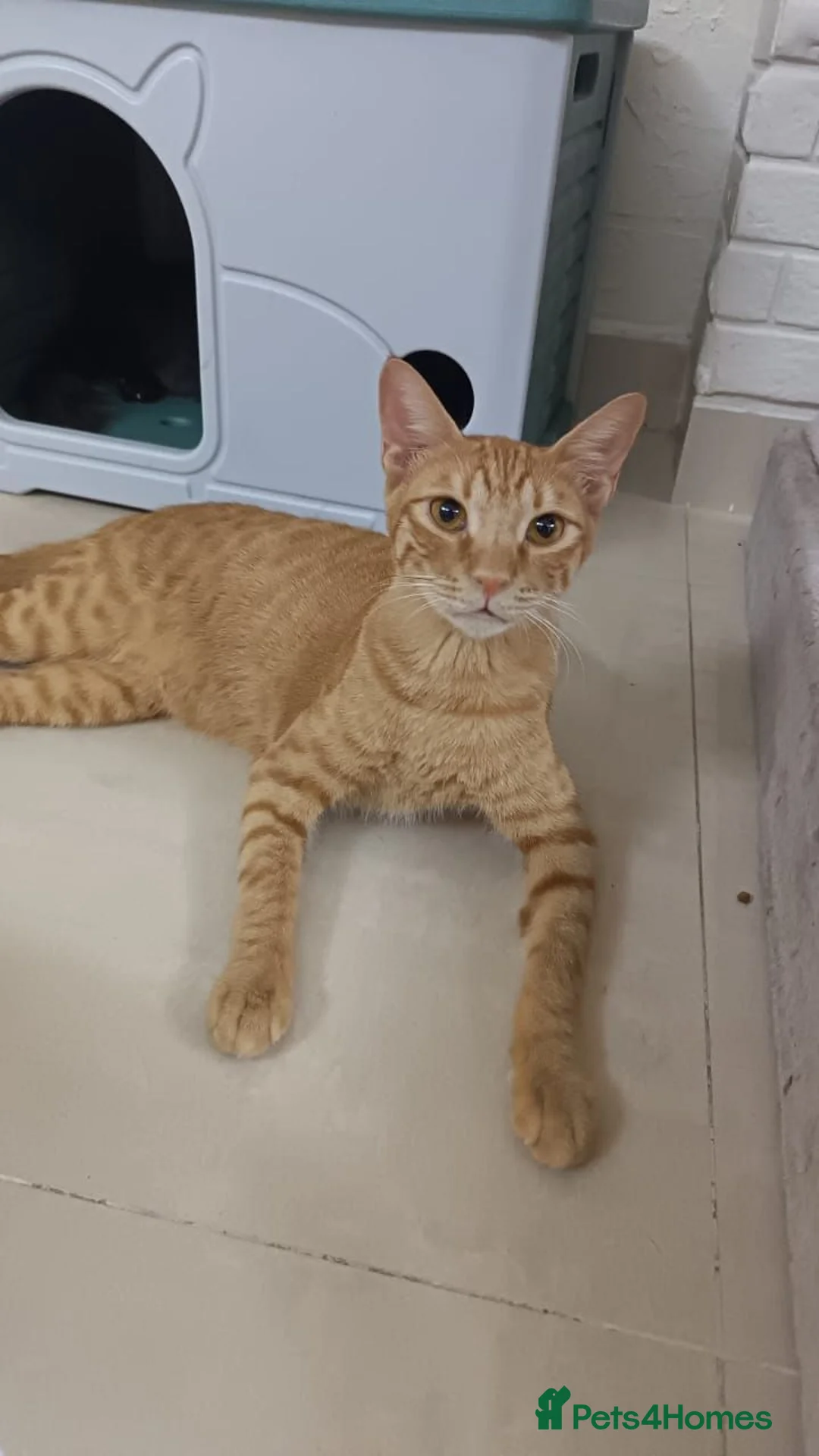 Arabian Mau cats for adoption: Harry - Advert 1