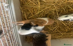 Guinea Pig rodents for sale: 2 female 1male - Image 3
