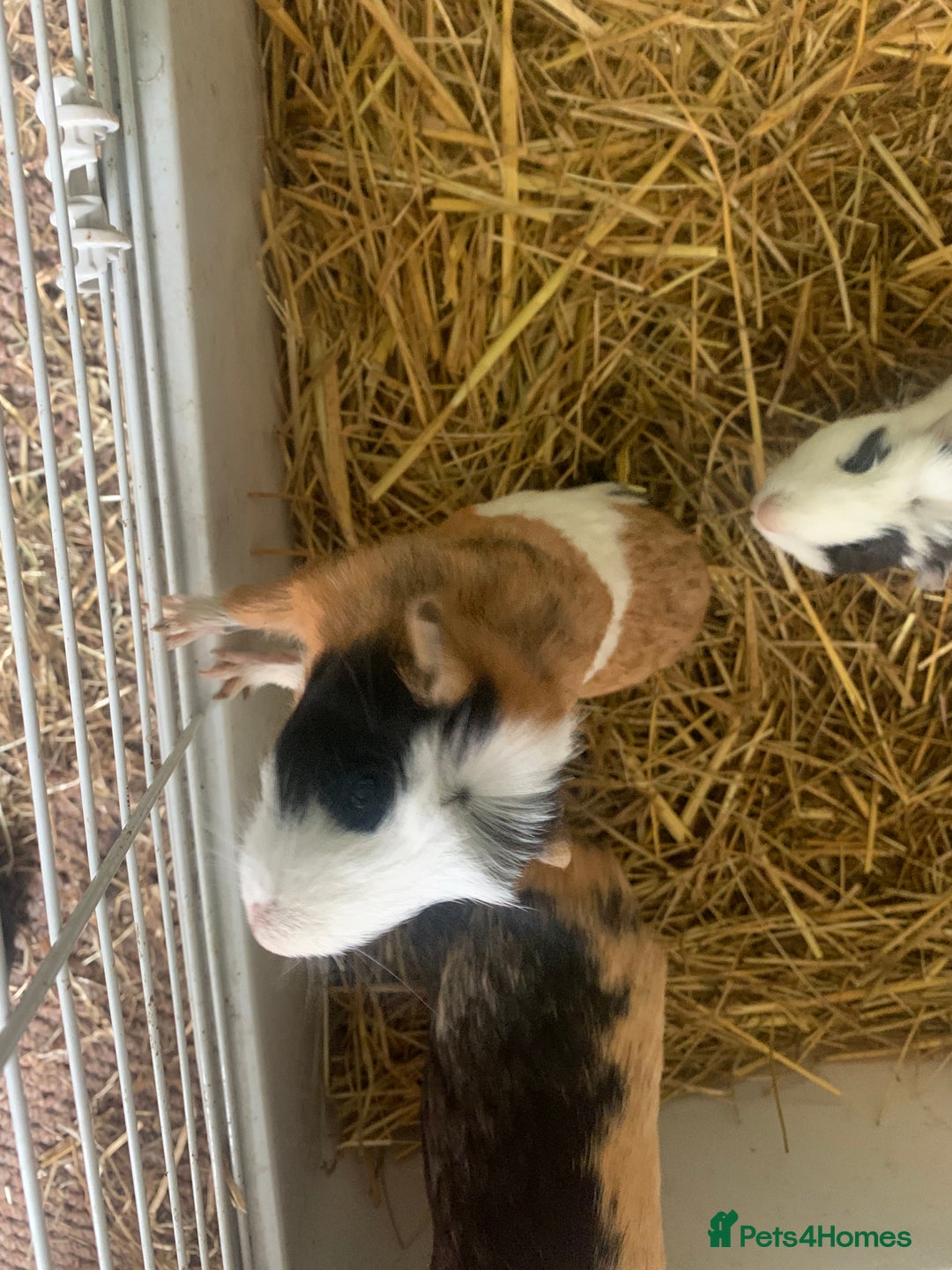 Guinea Pig rodents for sale: 2 female 1male - Image 3
