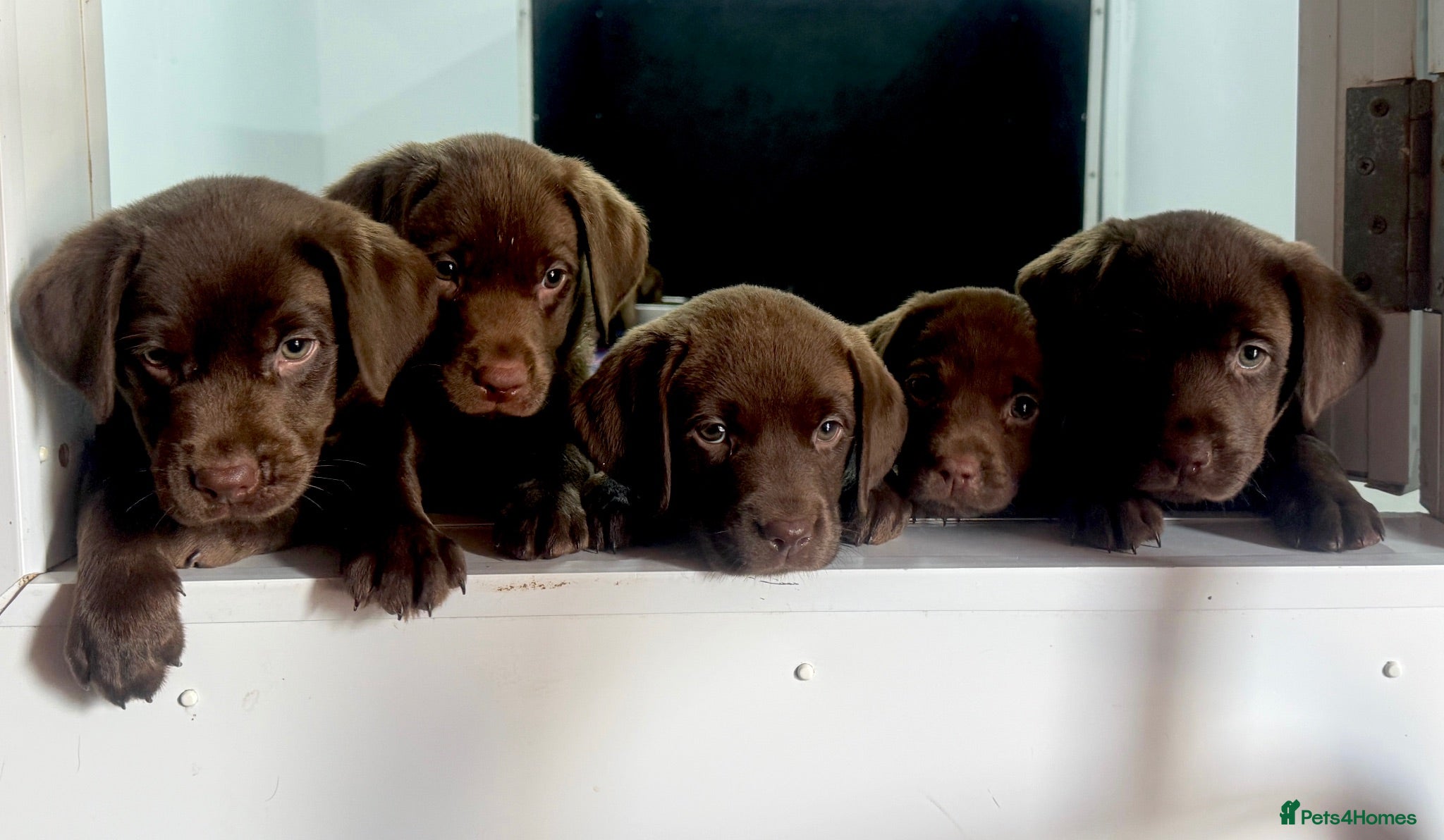 Labrador Retriever dogs Outstanding choc Labs COI 1% full Health status  - Advert 1