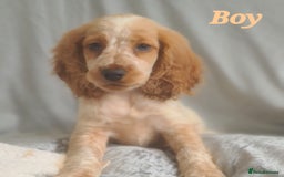 Cocker Spaniel dogs for sale: 🐶PRA FA HEALTH TESTED Show Cocker Spaniels Ready - Image 7