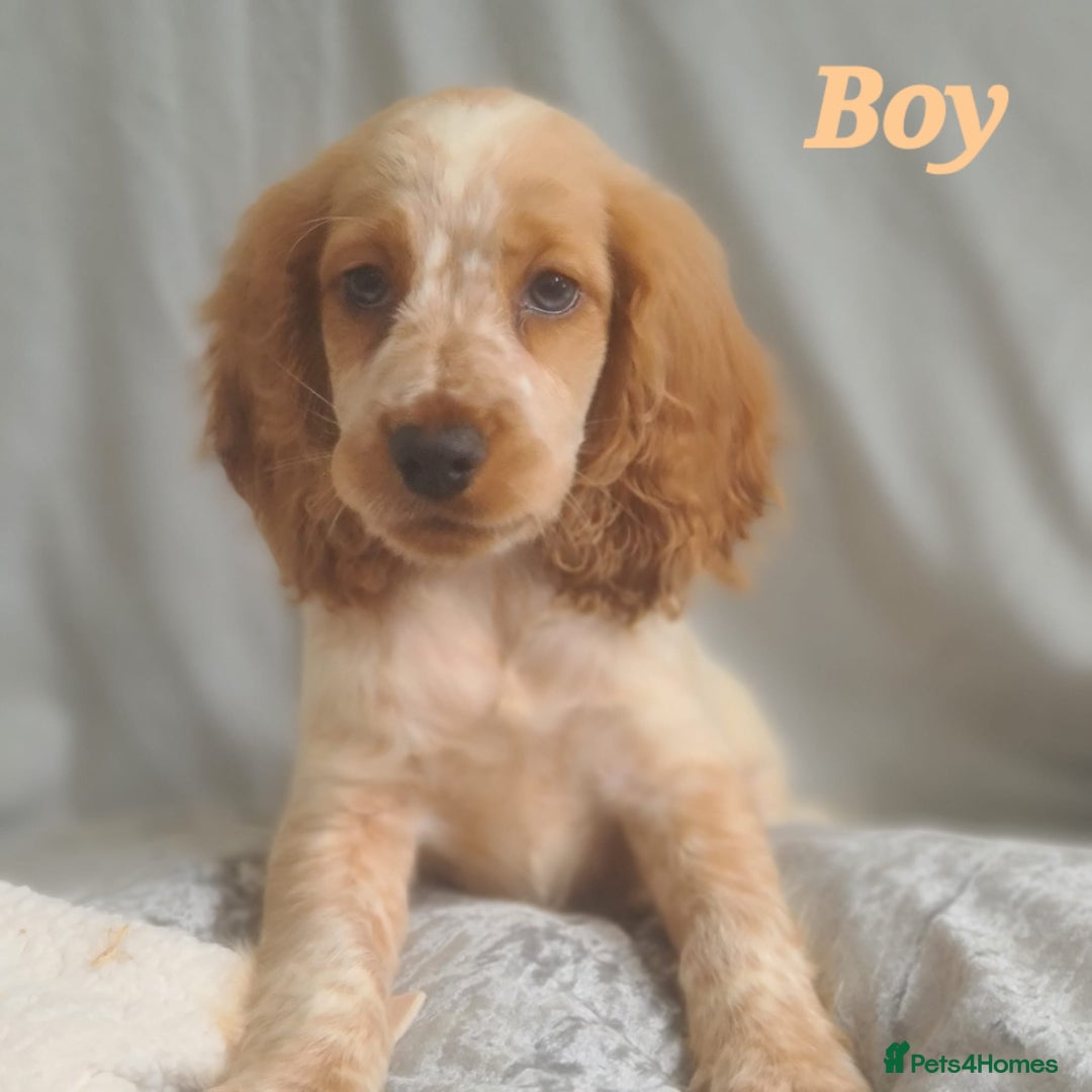 Cocker Spaniel dogs for sale: 🐶PRA FA HEALTH TESTED Show Cocker Spaniels Ready - Image 7