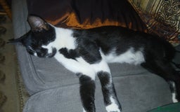 European cats for sale: 3 adorable kittens for sale  - Image 3