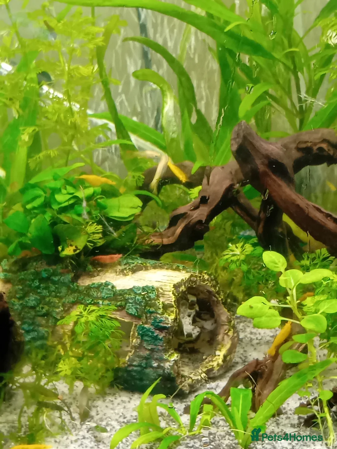 Live Bearers fish for sale: Tropical community fish in Harlow - Advert 2