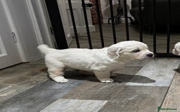 Golden Retriever dogs for sale: Gorgeous KC Reg Golden Retriever Puupies - Image 11